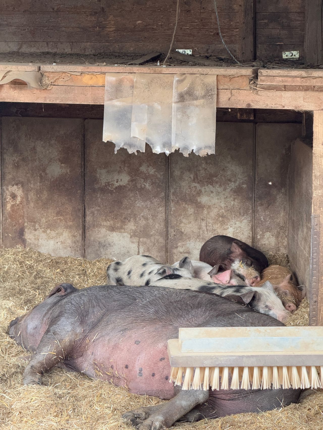 Ein Bild vom Schweinestall wo die Sau mit ihren Ferkeln im Stroh liegt und schläft.