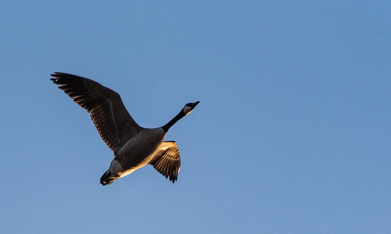 Eine fliegende Kanada-Gans von unten fotografiert und von der untergehenden Sonne von links angestrahlt.