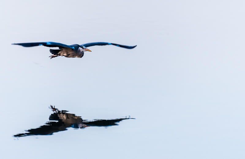 Ein über ruhiges Wasser segelnder Graureiher, der sich in der Wasseroberfläche spiegelt.