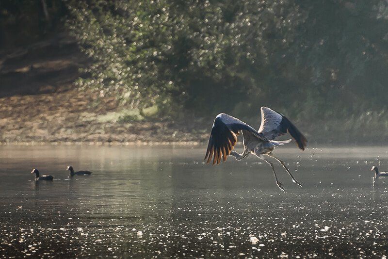 Ein startender Graureiher über einem See.