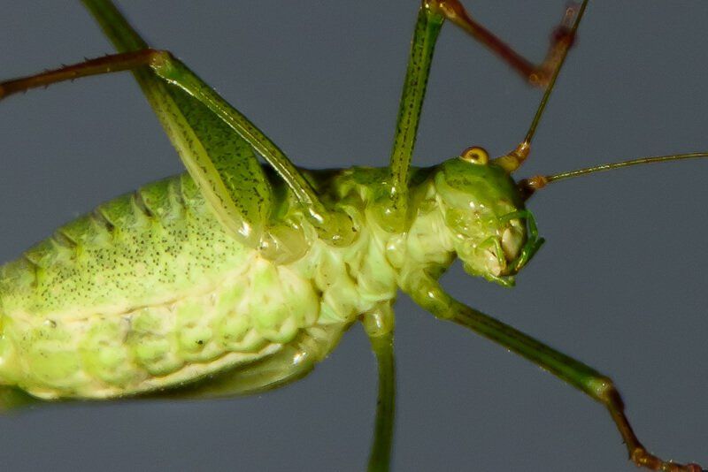 Nahaufnahme der Unterseite einer grünen Heuschrecke.