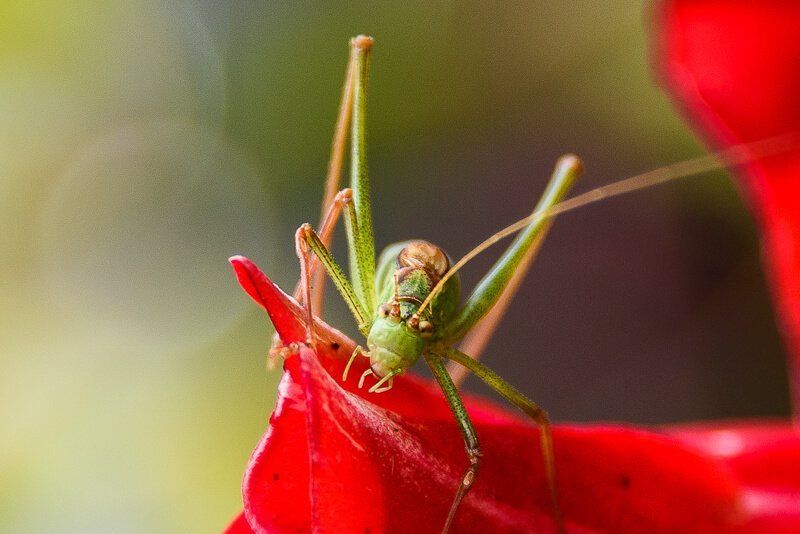Eine Heuschrecke, die auf einer roten Blüte absprungbereit sitzt.