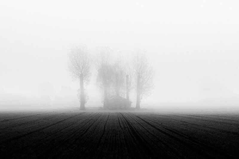 Eine schwarz-weiße Aufnahme von vier Pappeln am Ende eines Feldes. Die obere Hälfte der Pappeln ist in Nebel gehüllt.