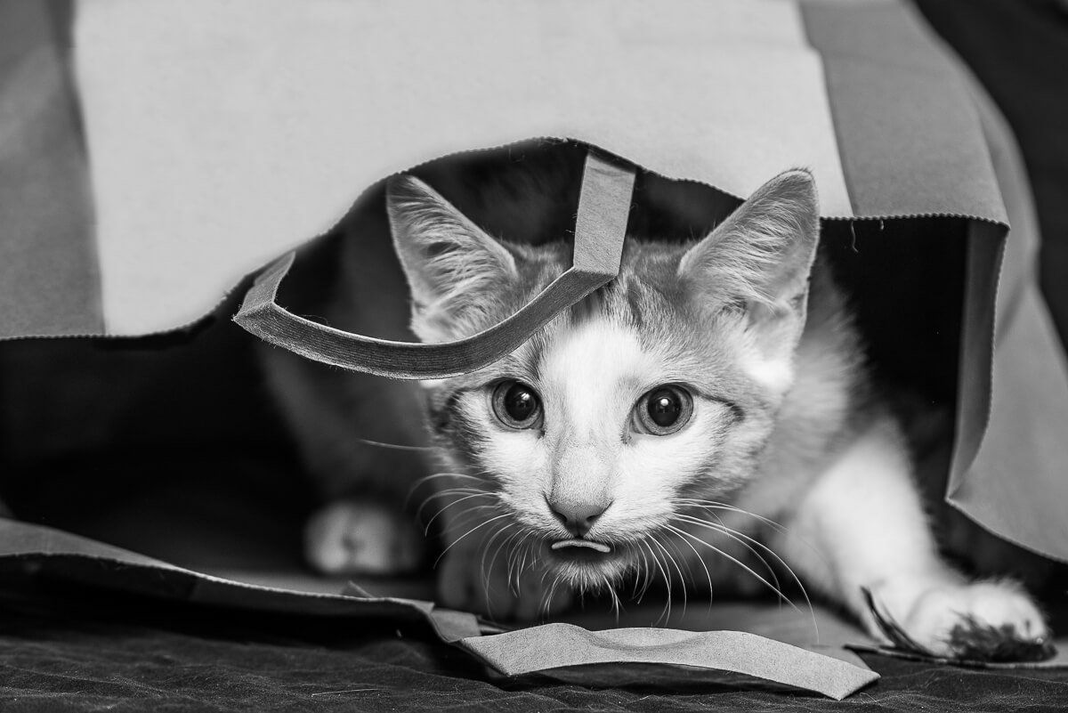 Schwarz-weiß Aufnahme einer Katze, die aus einer Papiertüte herausschaut.