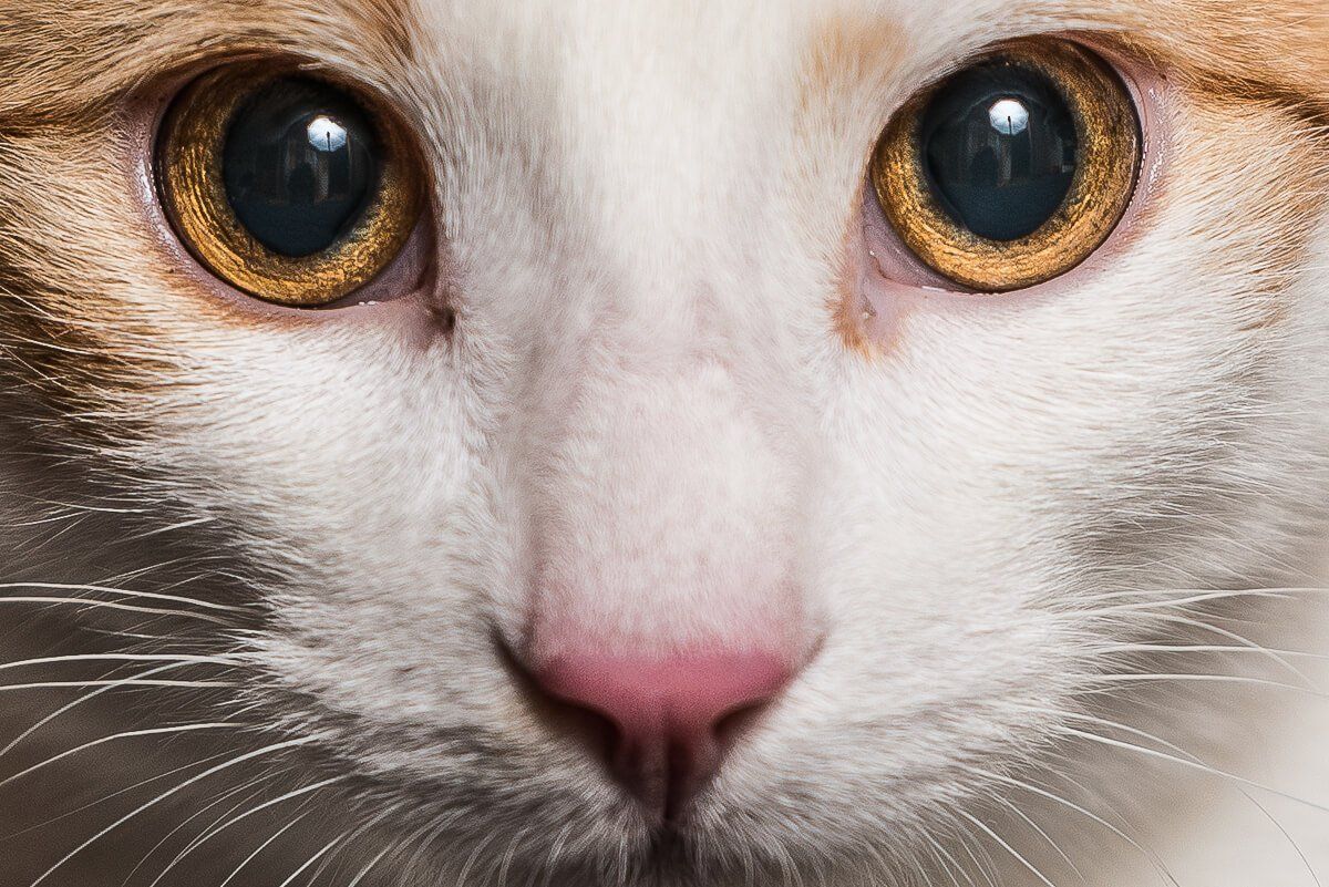 Nahaufnahme des Gesichts einer Katze. Der Reflektorschirm vom Blitz spiegelt sich in ihren Augen.