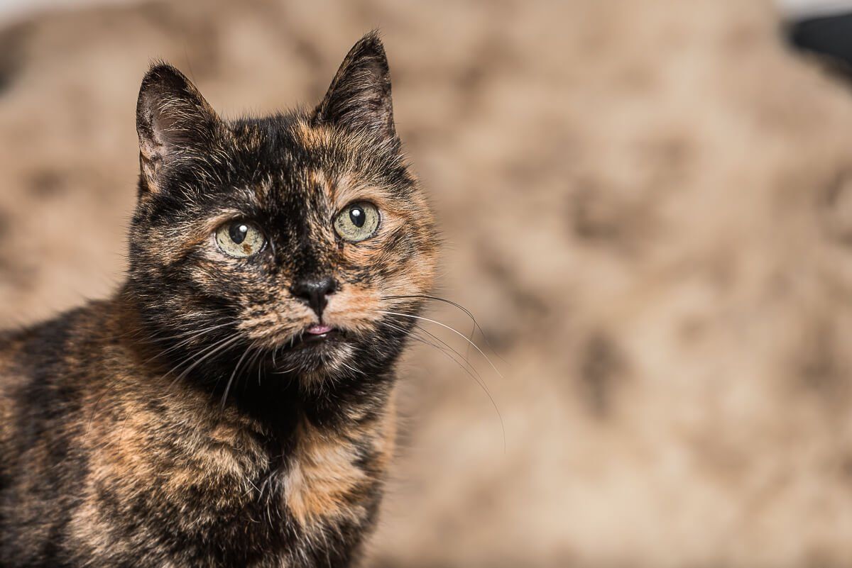 Portrait einer braunen Katze, die ihren Blick leicht nach oben gerichtet hat.