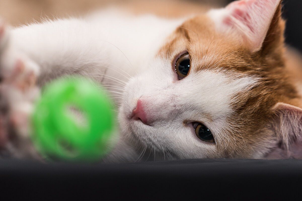 Katze die mit dem Kopf seitlich auf dem Boden liegt und einen grünen Spielzeugball anschaut.