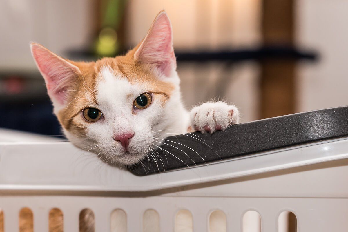 Eine Katze, die im Wäschekorb sitzt und ihren Kopf und eine Pfote auf dem Rand des Wäschekorbs abgelegt hat.