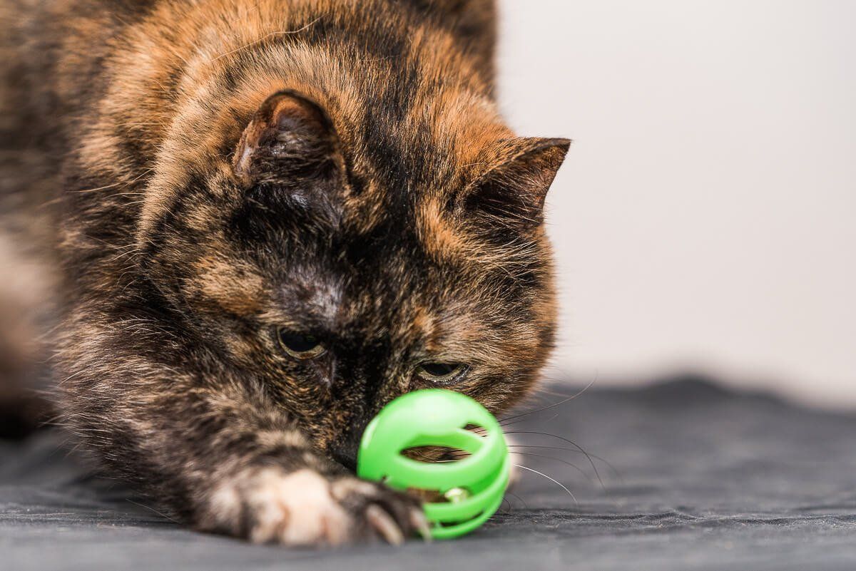 Katze die einen grünen Spielzeugball mit ihren Augen fixiert.
