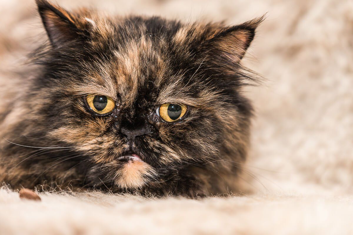 Katze die den kopf auf einer Decke abgelegt hat und in die Kamera schaut.