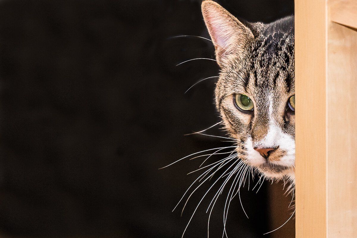 Katze die um eine Ecke guckt. Das Gesicht ist halb zu sehen.