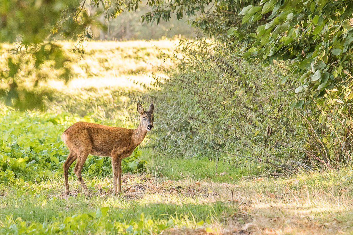 Ein Reh steht im Grünen seitlich zur Kamera und guckt zum Fotografen