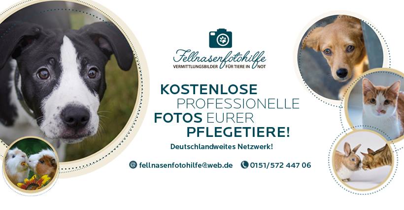 Fellnasenfotohilfe Flyer der Fellnasenfotohilfe