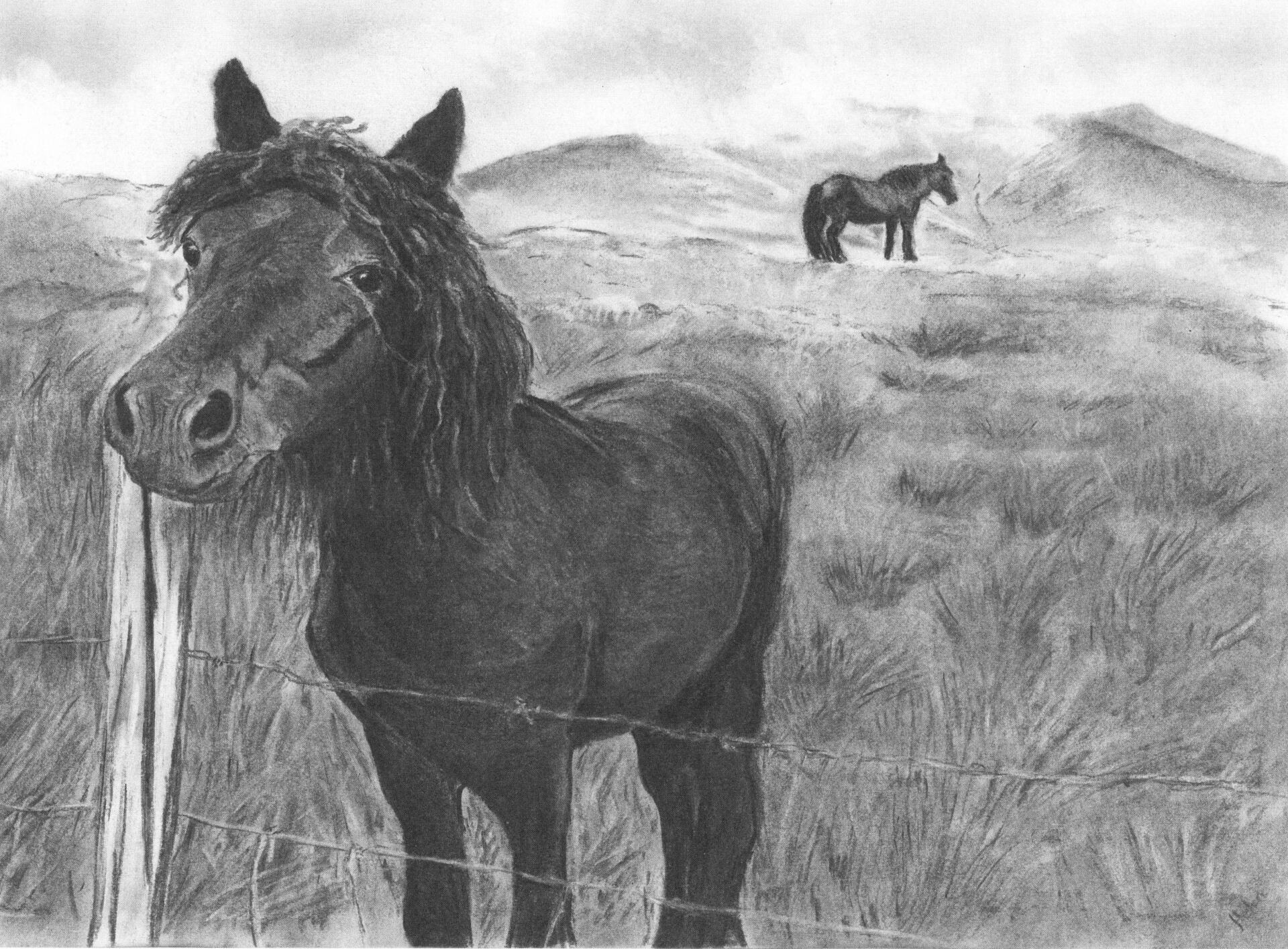 lake district art cumbria fell pony blencathra keswick farming heritage graphite gallery graphite charcoal drawing
