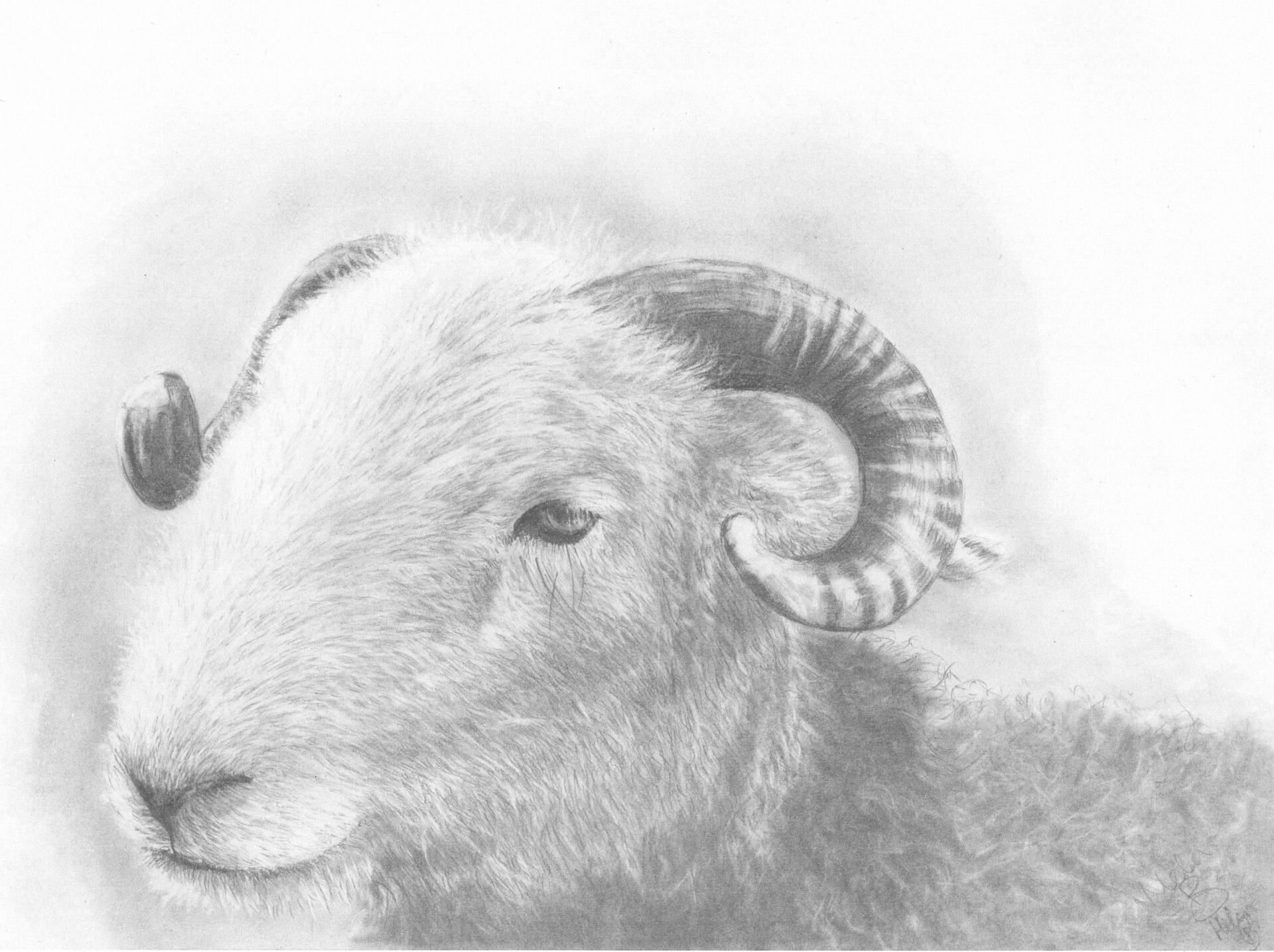 lake district cumbria art graphite gallery herdwick ram graphite