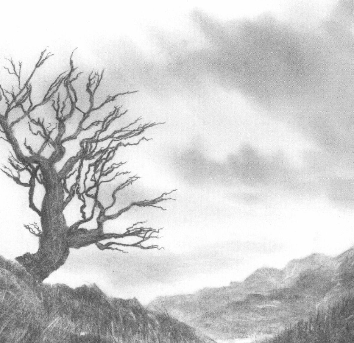 lake district cumbria art graphite gallery langdale tree graphite charcoal