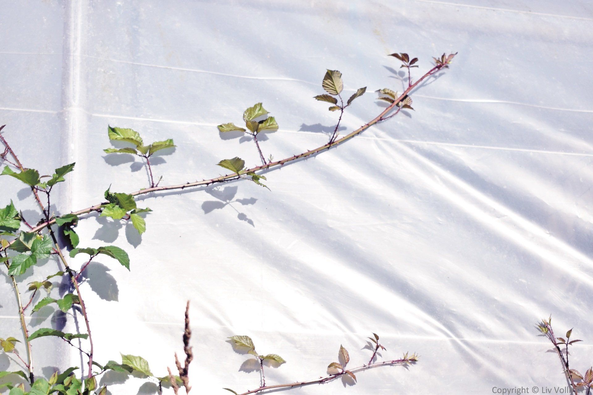 Zukunft land schafft zukunft Verein Neu-Eichenberg Alternative Logistikgebiet regnerative Landwirtschaft Hebenshausen Acker Nutzungsvorschlag Vision Neue Ideen