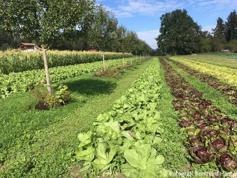 Nutzungsvorschlag Neu-Eichenberg Acker, Zukunftsfähig, Land schafft zukunft, regenerative Landwirtschaft