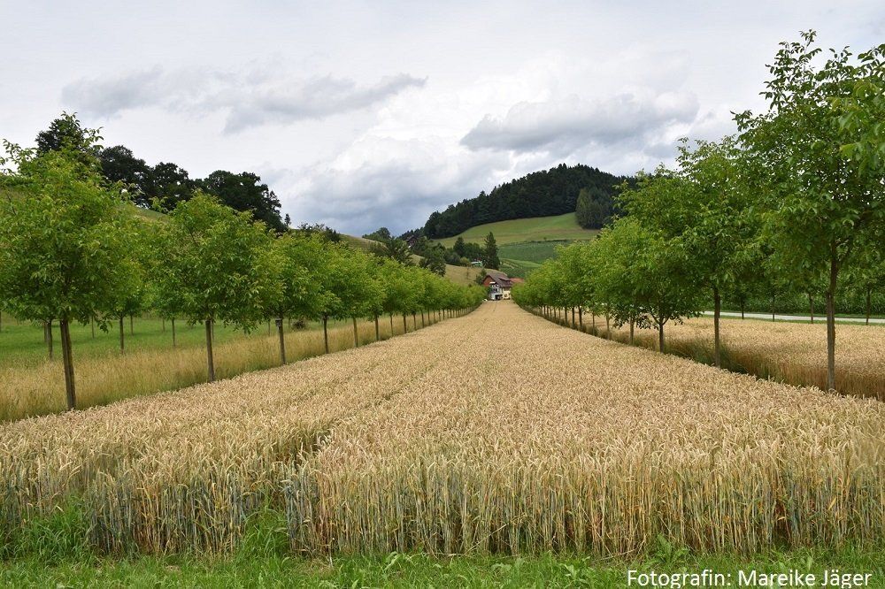Nutzungsvorschlag Neu-Eichenberg Acker, Zukunftsfähig, Land schafft zukunft, regenerative Landwirtschaft