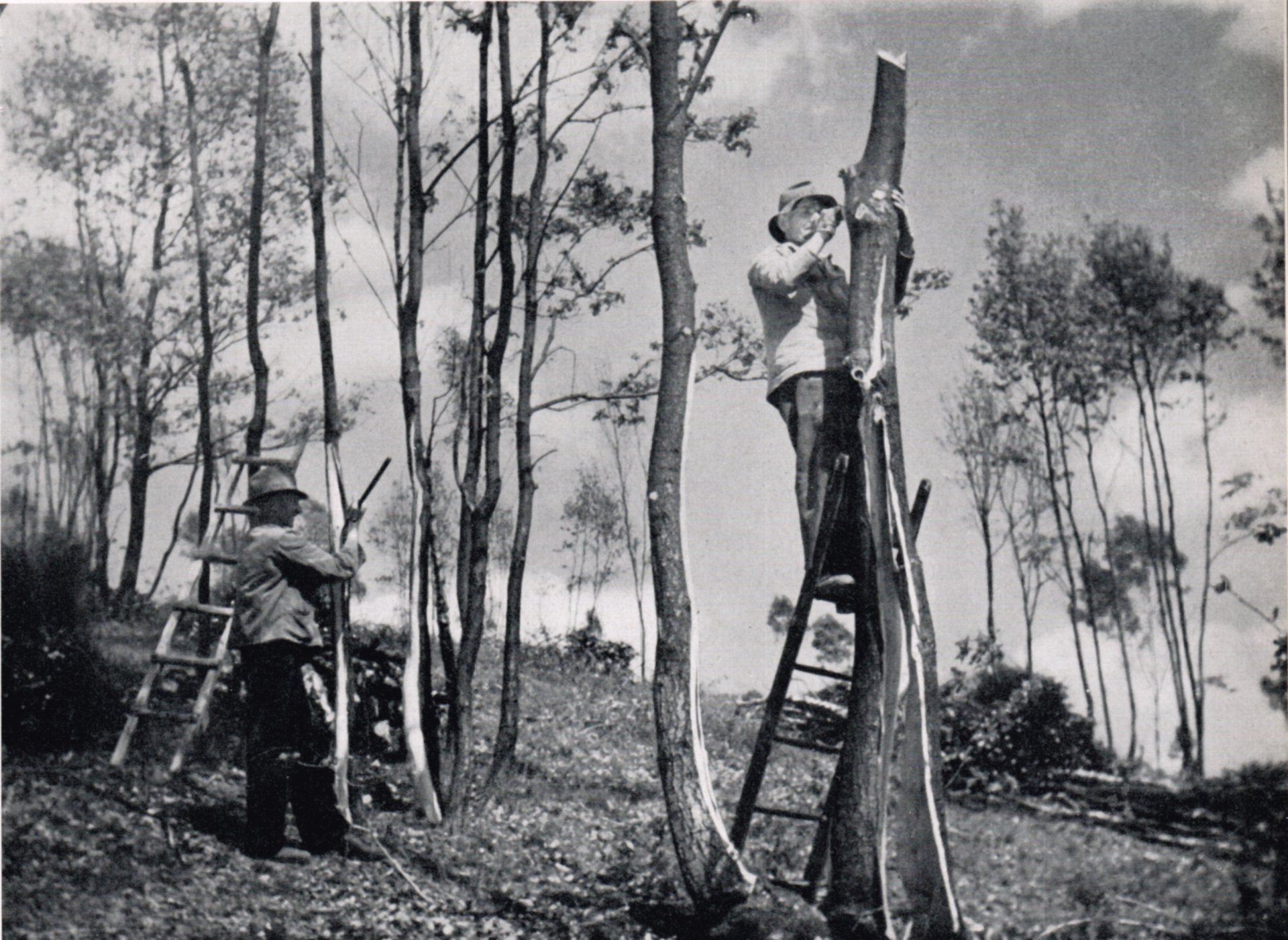 Lohschälen im Hauberg