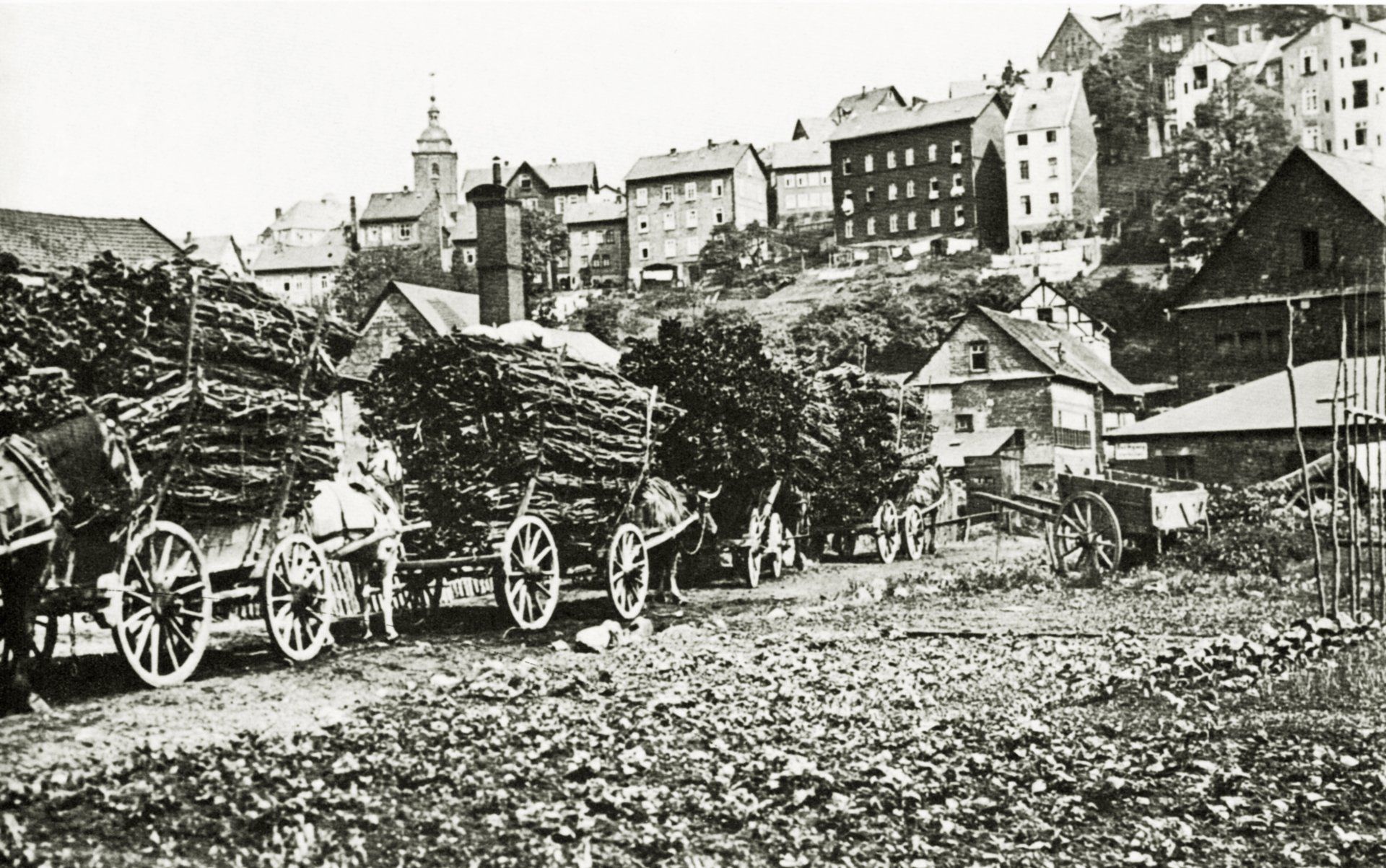 Lohschälen in der Haubergswirtschaft