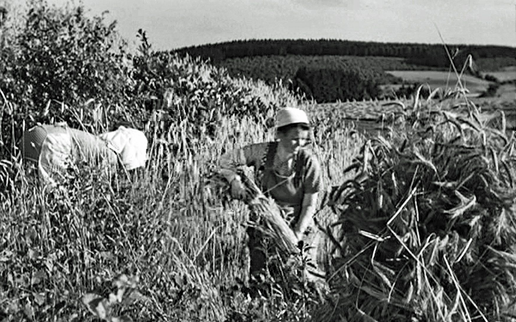 Ernte in der Haubergswirtschaft