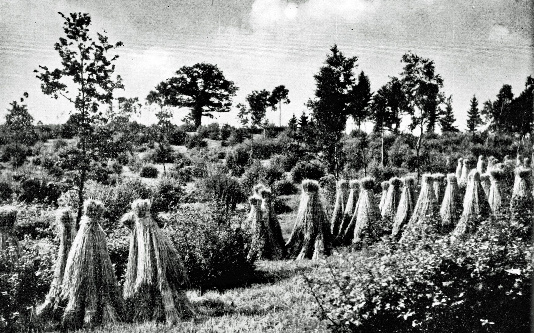 Kornritter im Hauberg