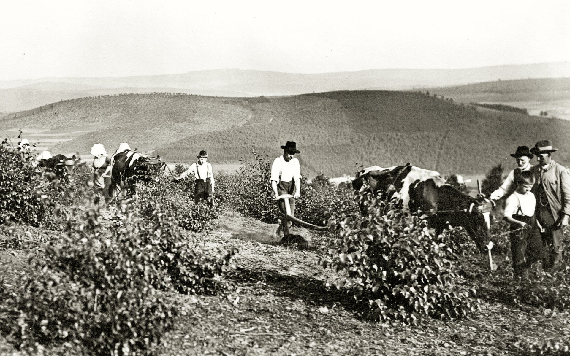 Der Hauberg wird gepflügt