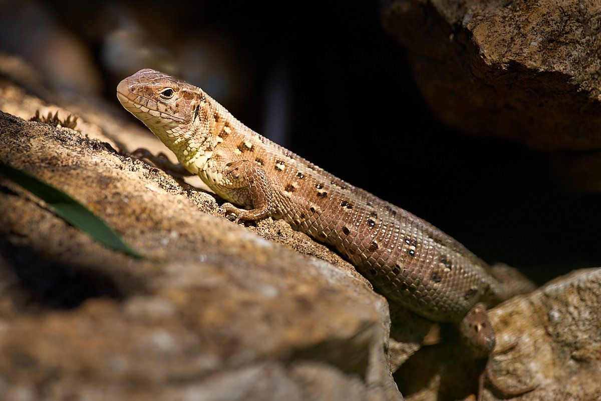Zauneidechsen im Naturgarten Langenau Zauneidechsen im Naturgarten Langenau