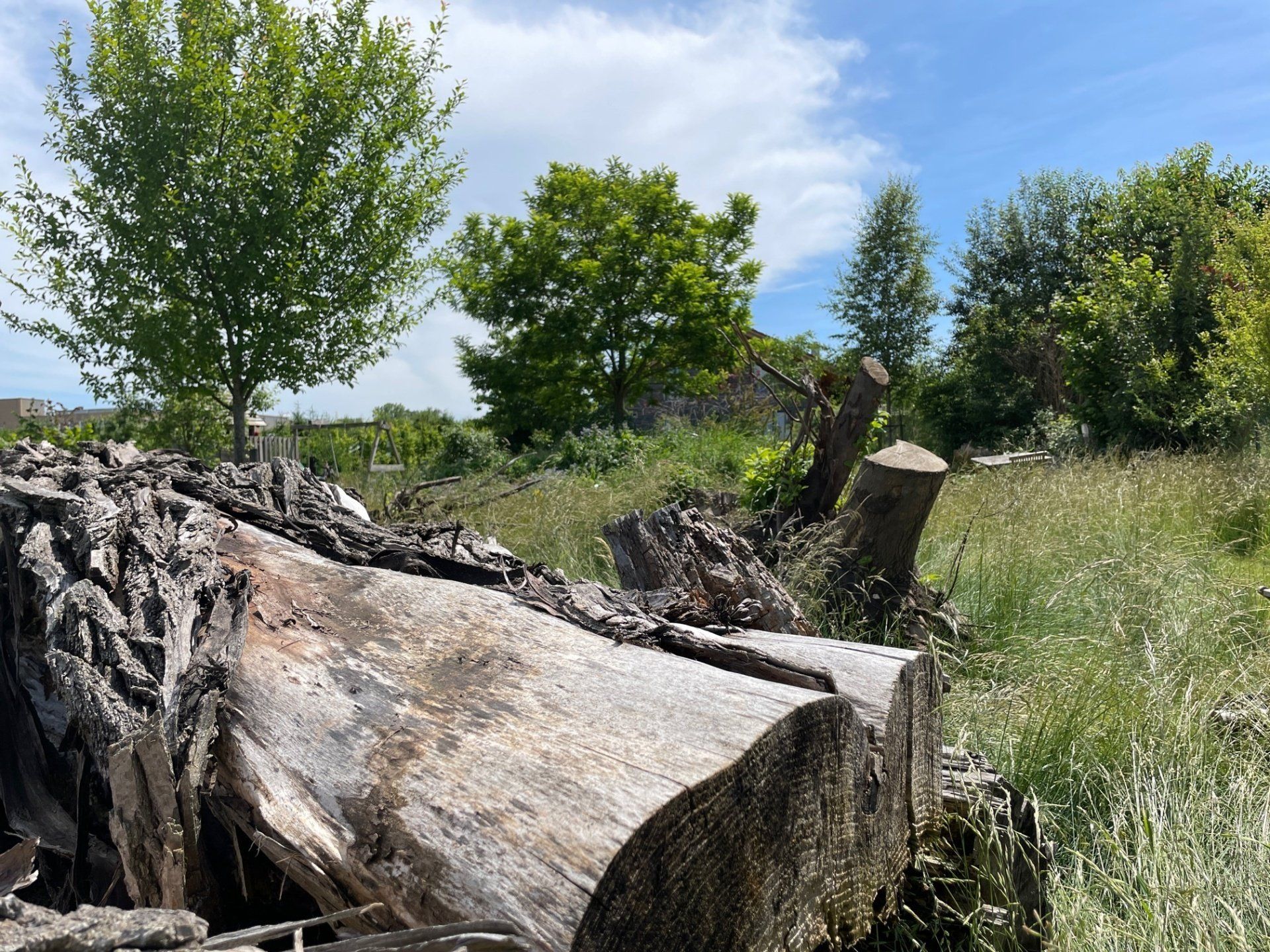 Naturgarten Langenau - Totholz Naturgarten Langenau - Totholz