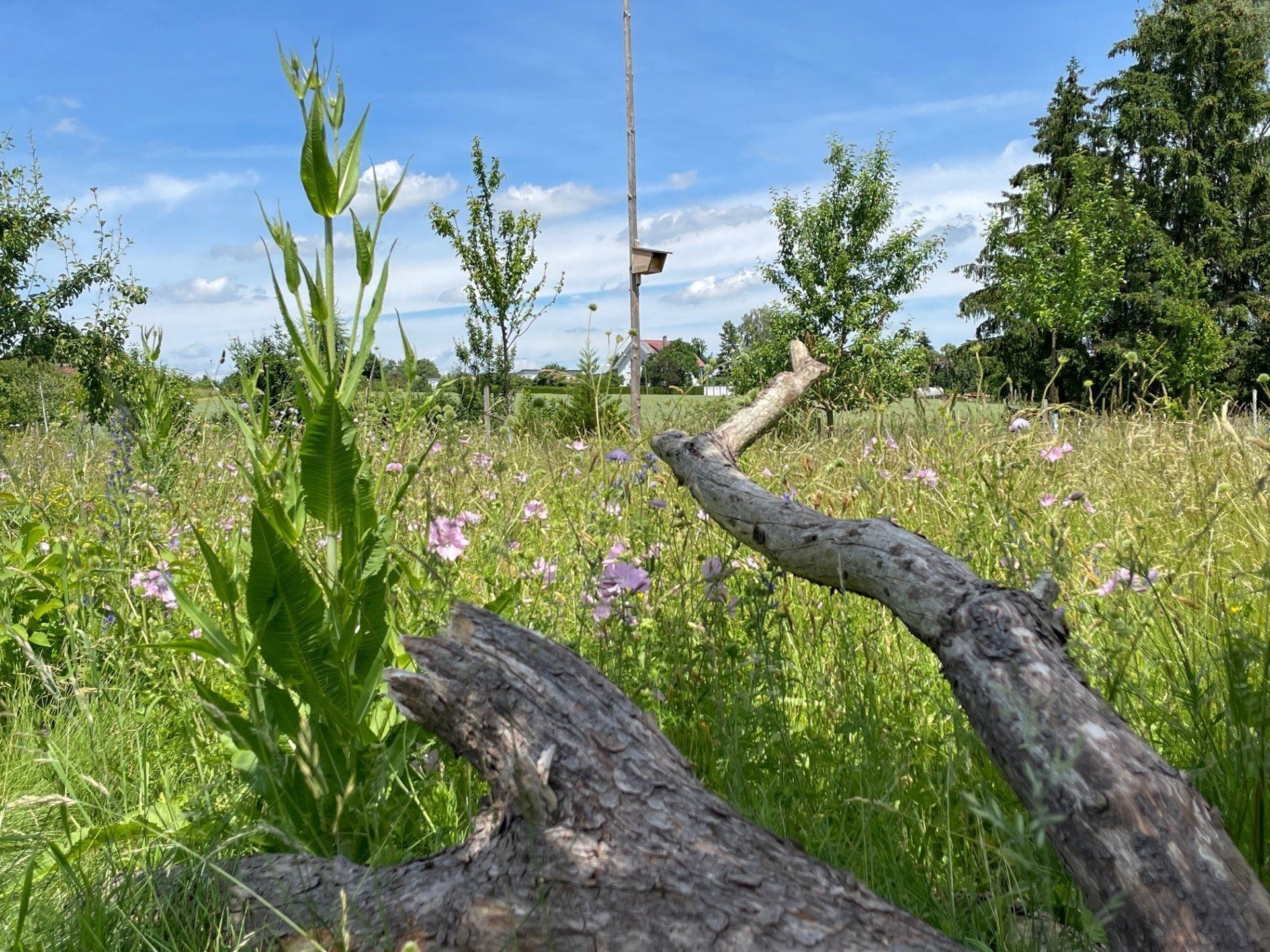 Naturgarten Langenau - Wildblumen Naturgarten Langenau - Wildblumen