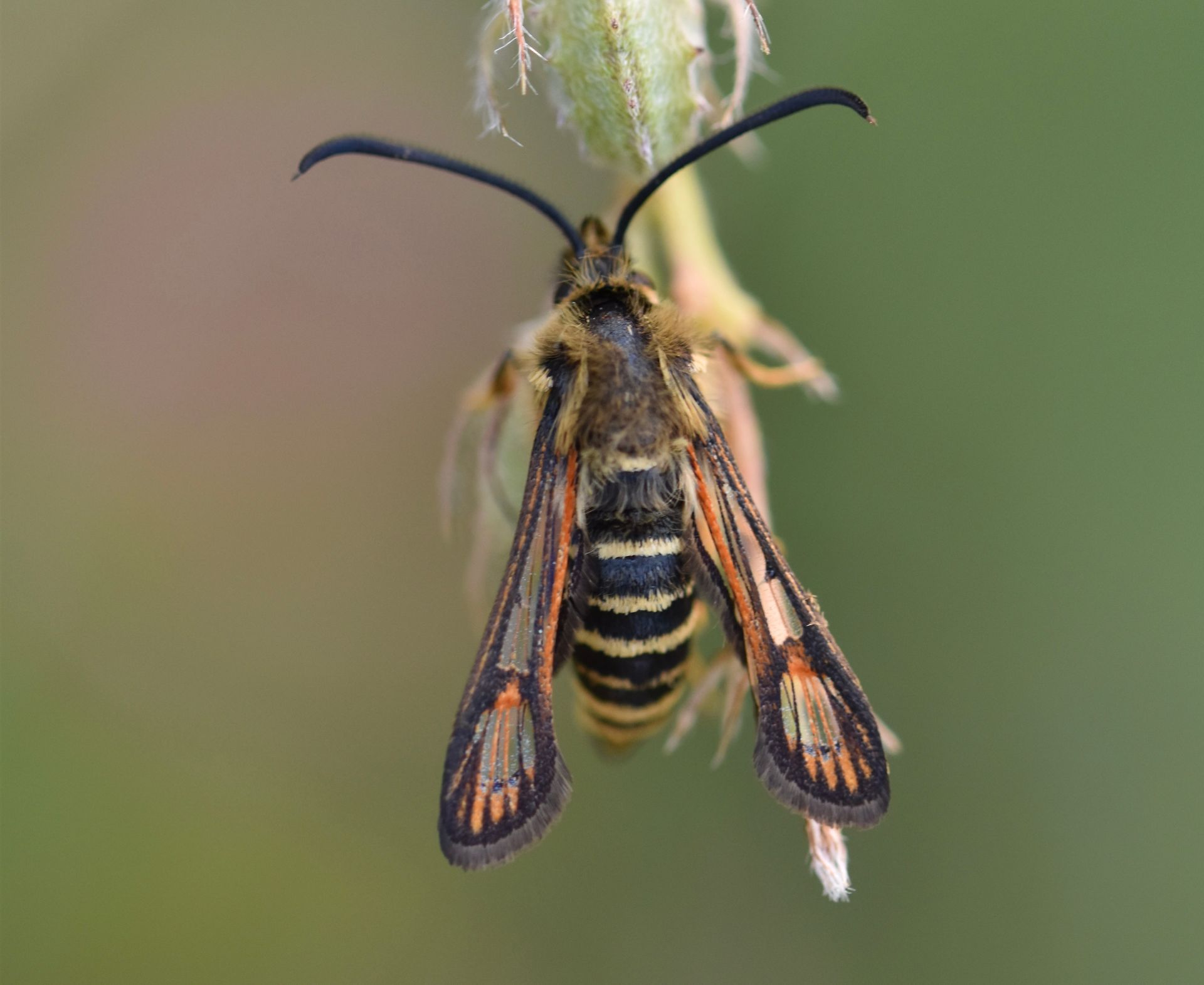 Hornklee-Glasflügler