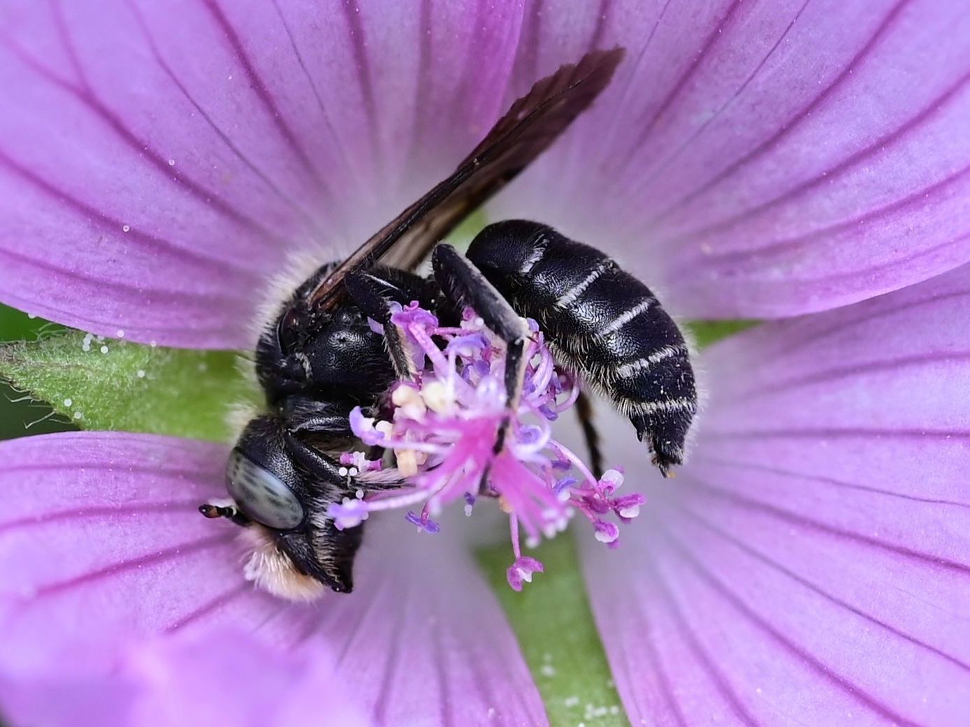 Glockenblumen-Scherenbiene Glockenblumen-Scherenbiene