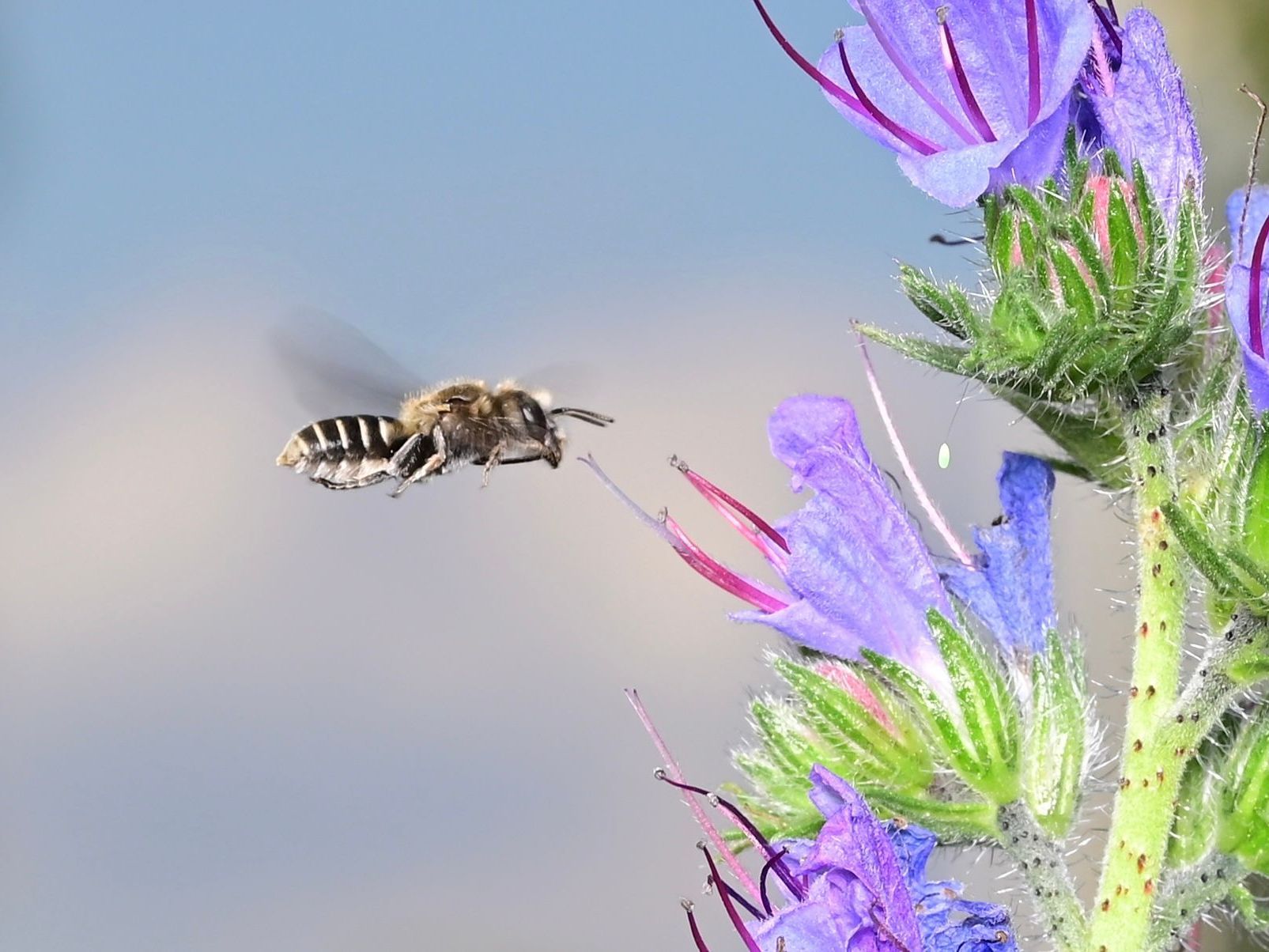 Natternkopf-Mauerbiene an Natternkopf Natternkopf-Mauerbiene an Natternkopf