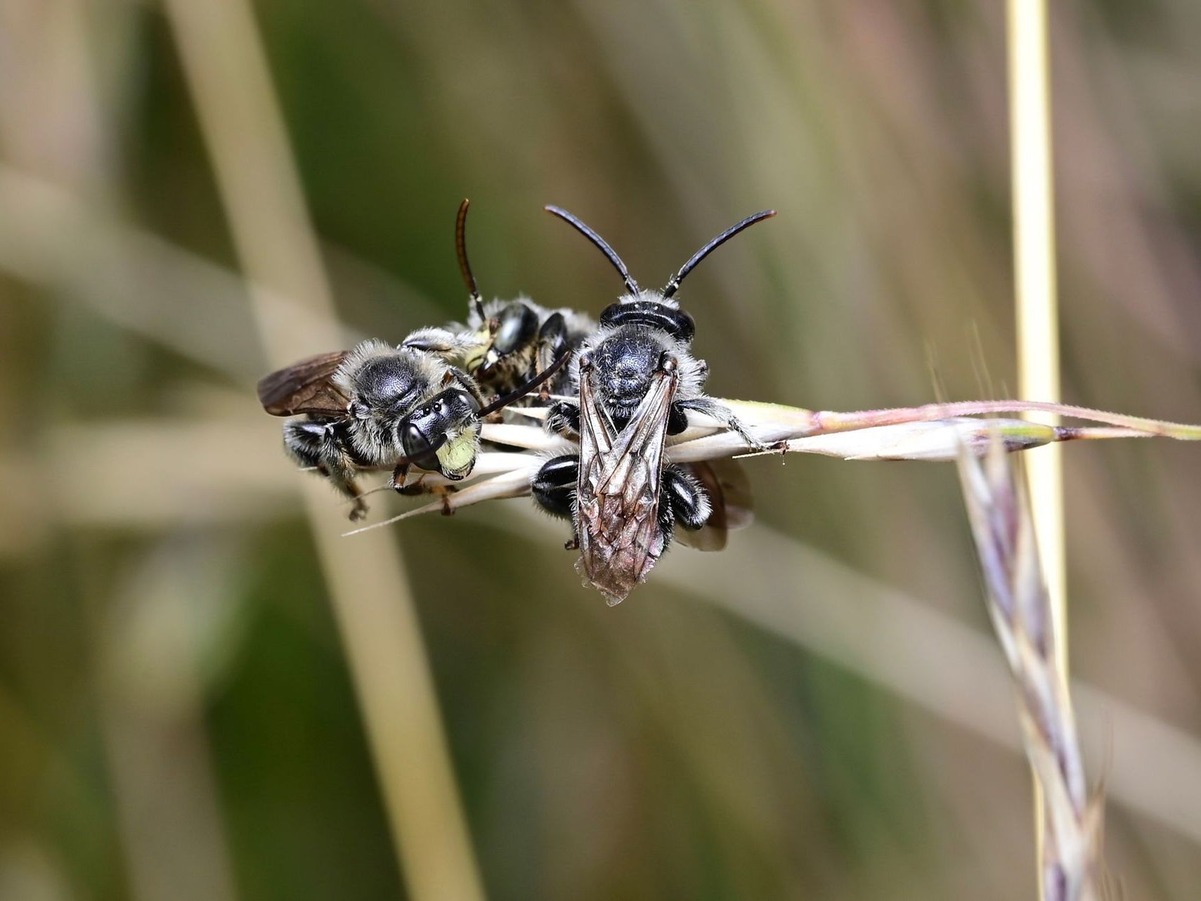 Waldschenkelbienen Waldschenkelbienen