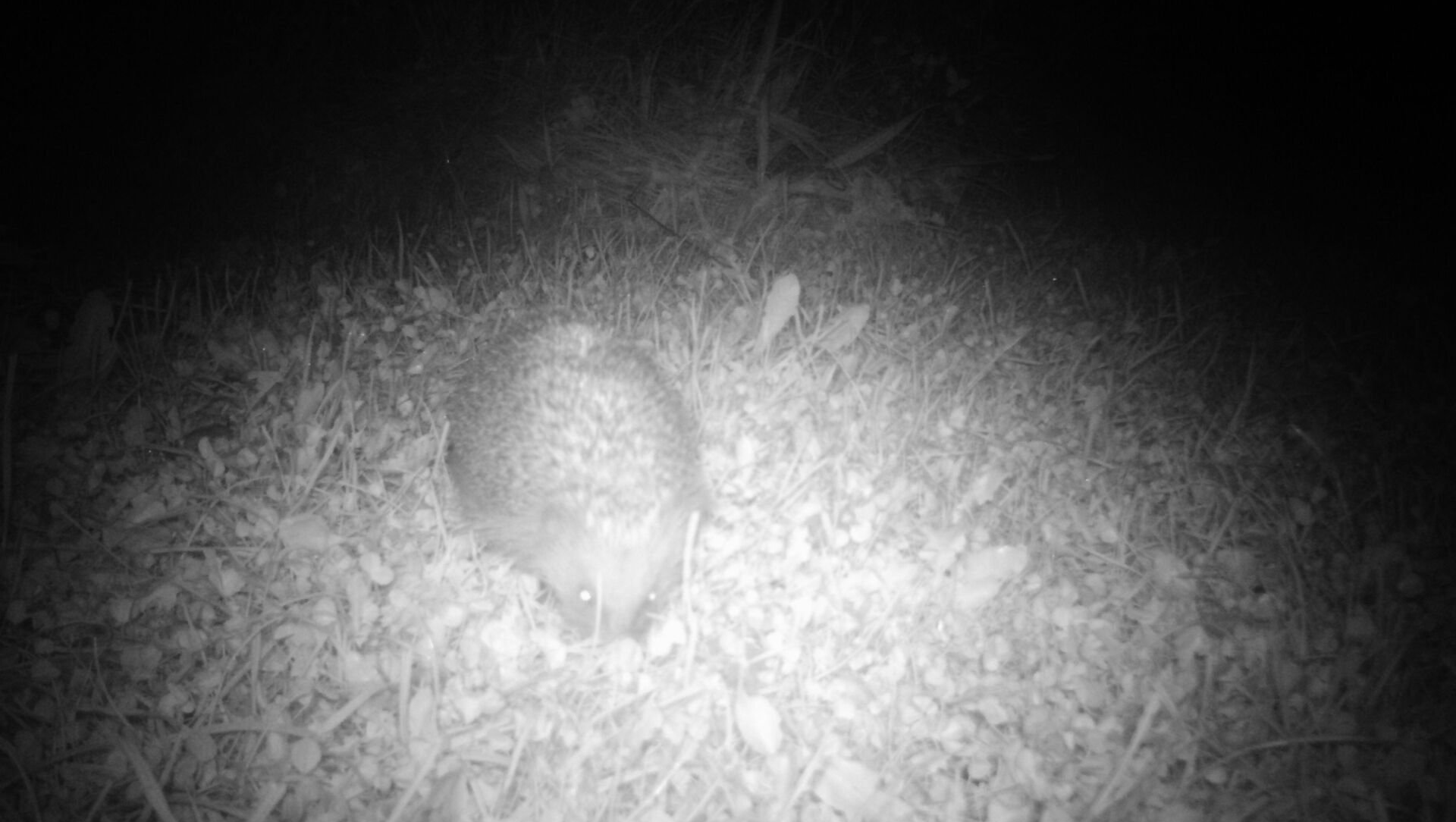 Naturgarten Langenau - Wildkamera Igel
