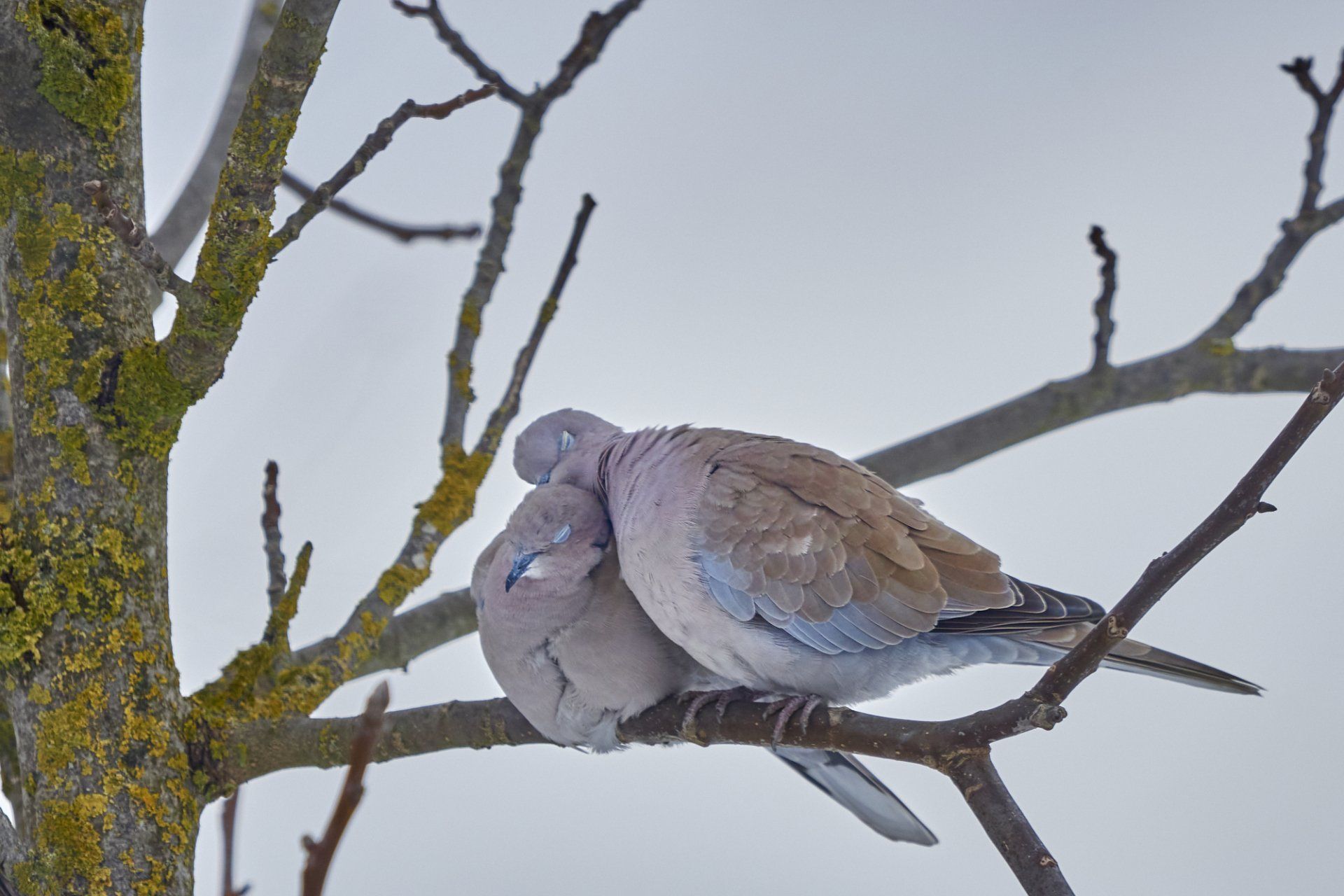 Naturgarten Langenau - Türkentauben