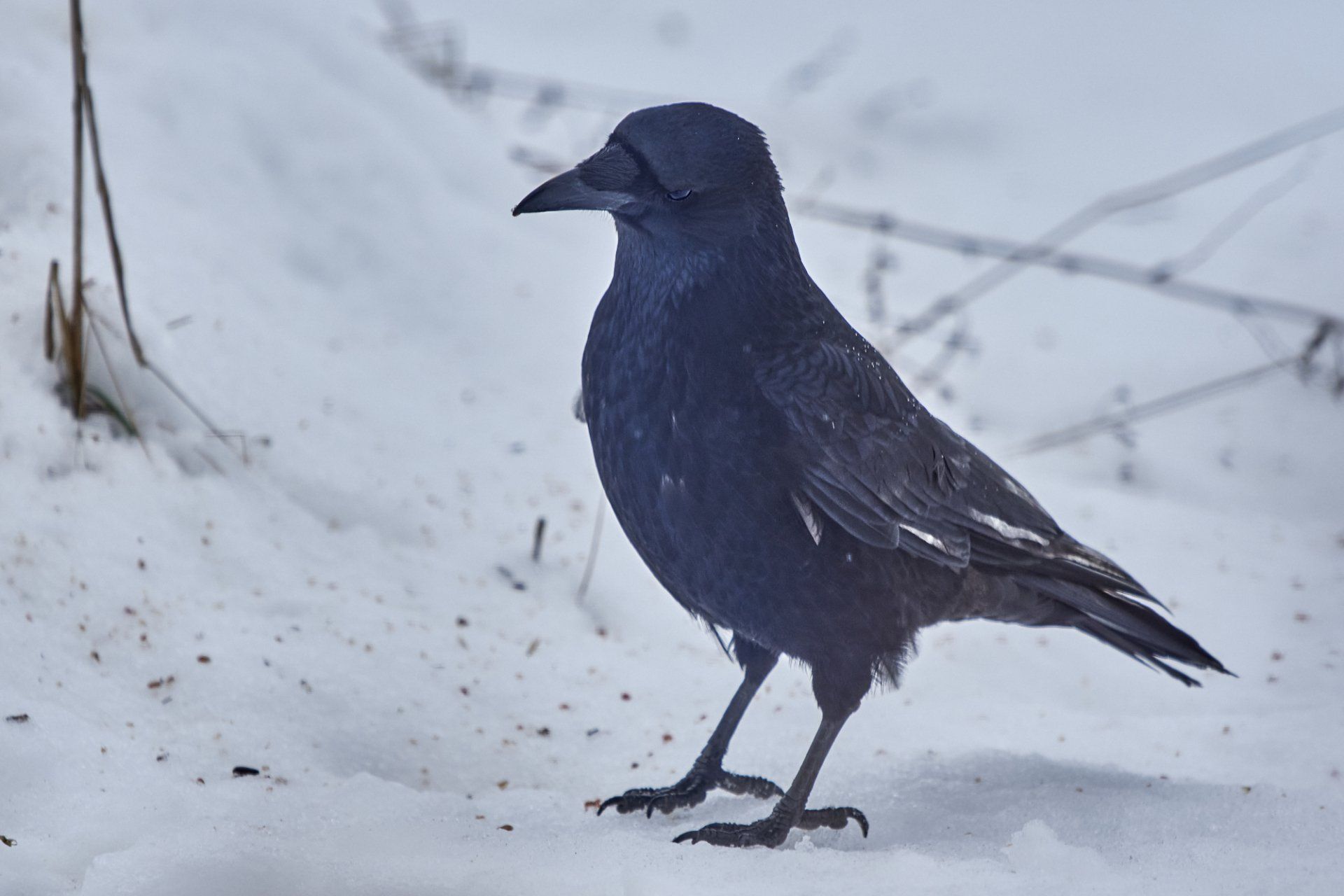 Naturgarten Langenau - Rabenkrähe