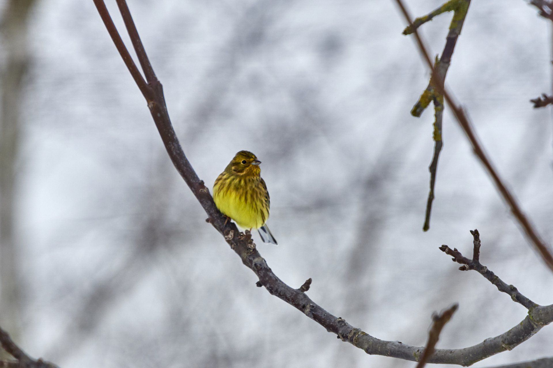Naturgarten Langenau - Goldammer
