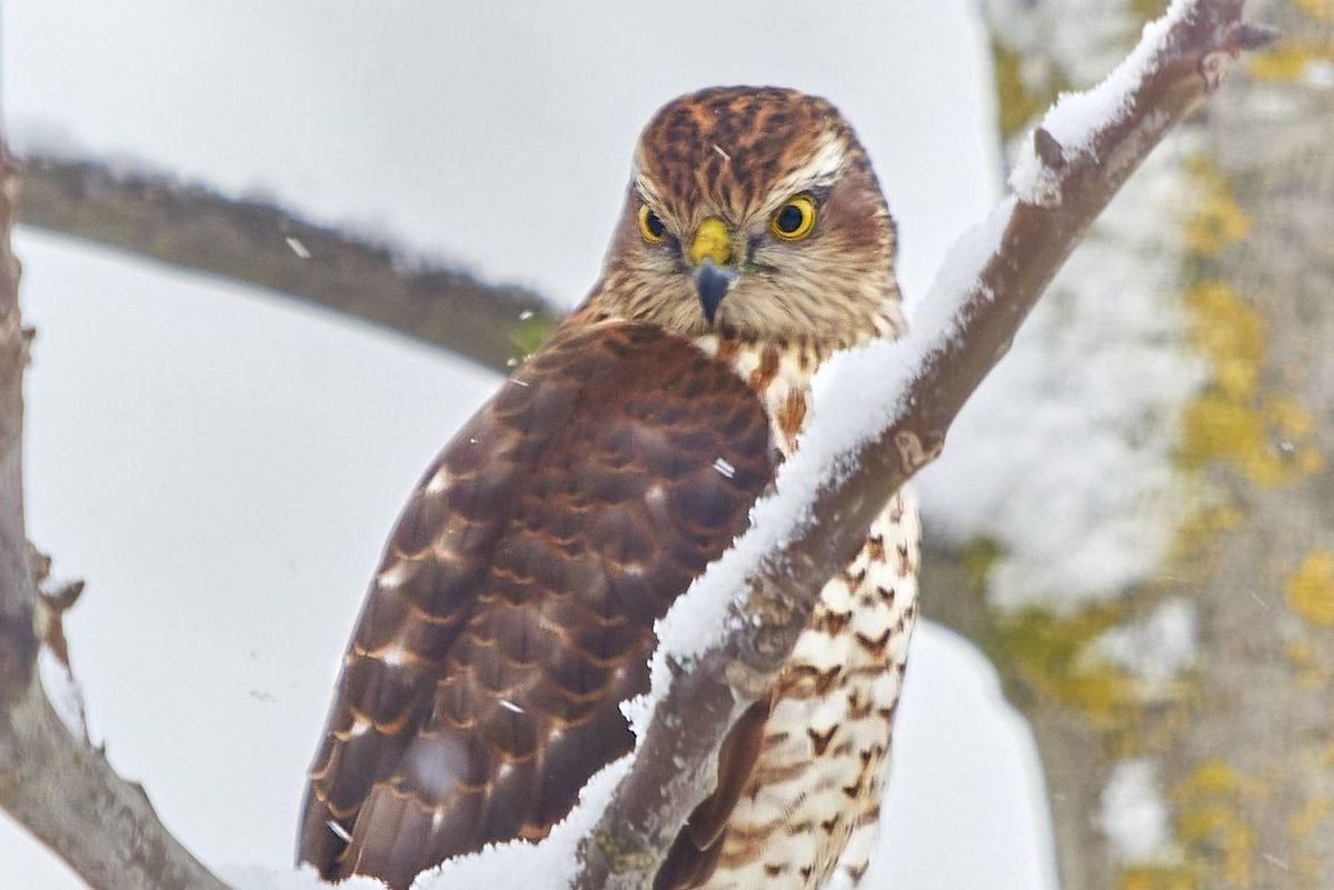 Sperber im Naturgarten Langenau Sperber im Naturgarten Langenau