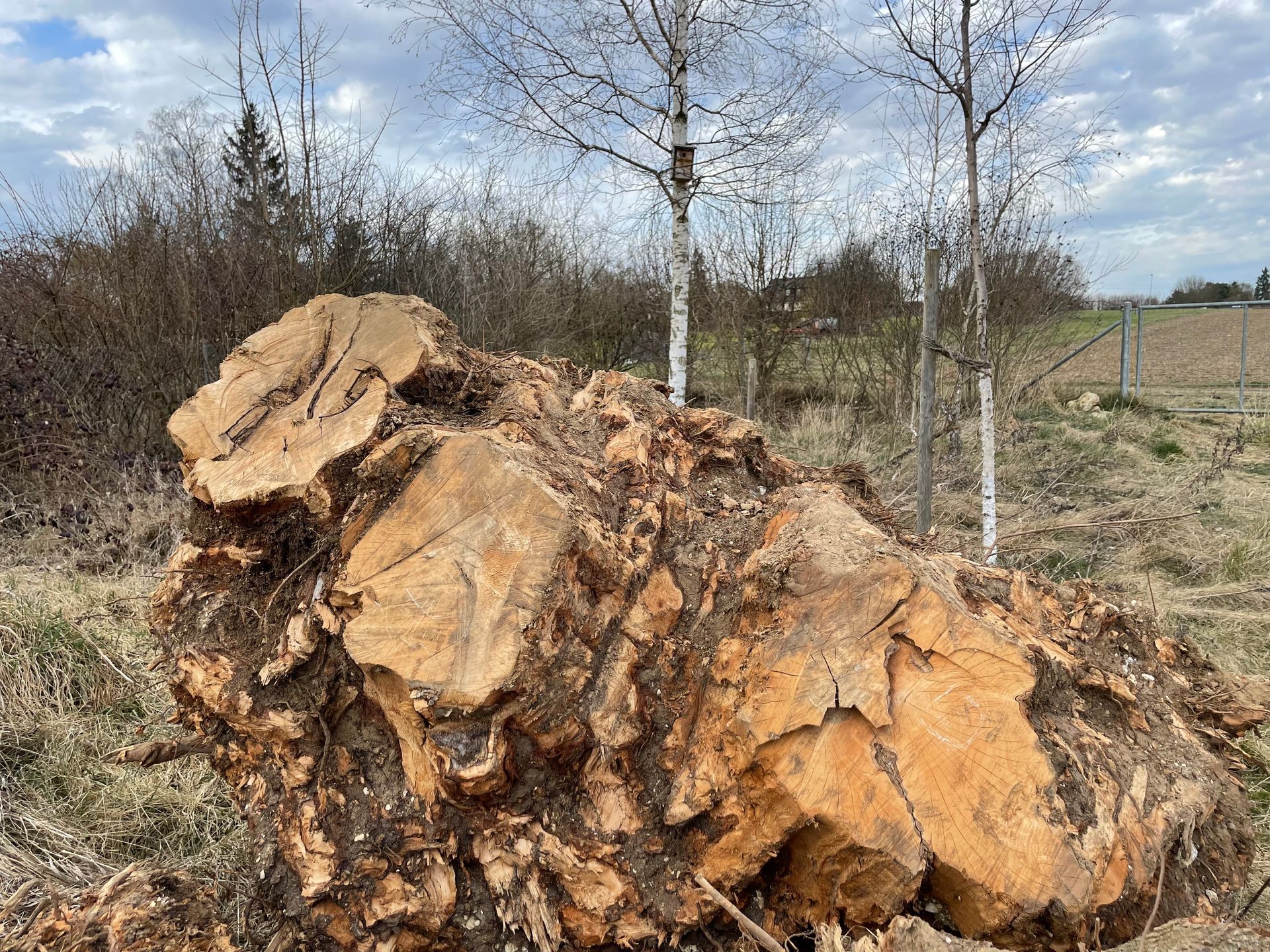 Totholz im Naturgarten Langenau Totholz im Naturgarten Langenau