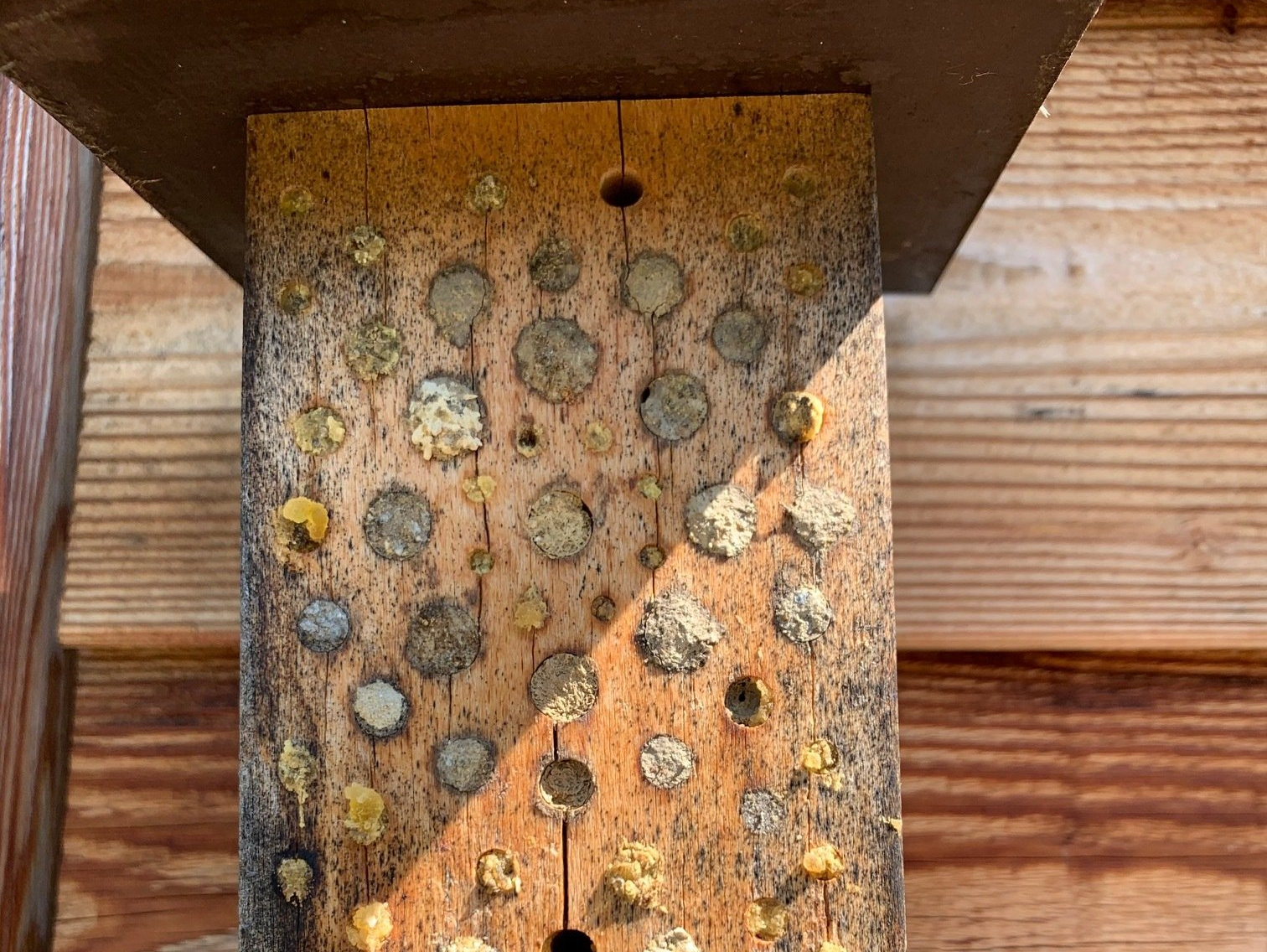 Naturgarten Langenau - Nisthilfen Naturgarten Langenau - Nisthilfen