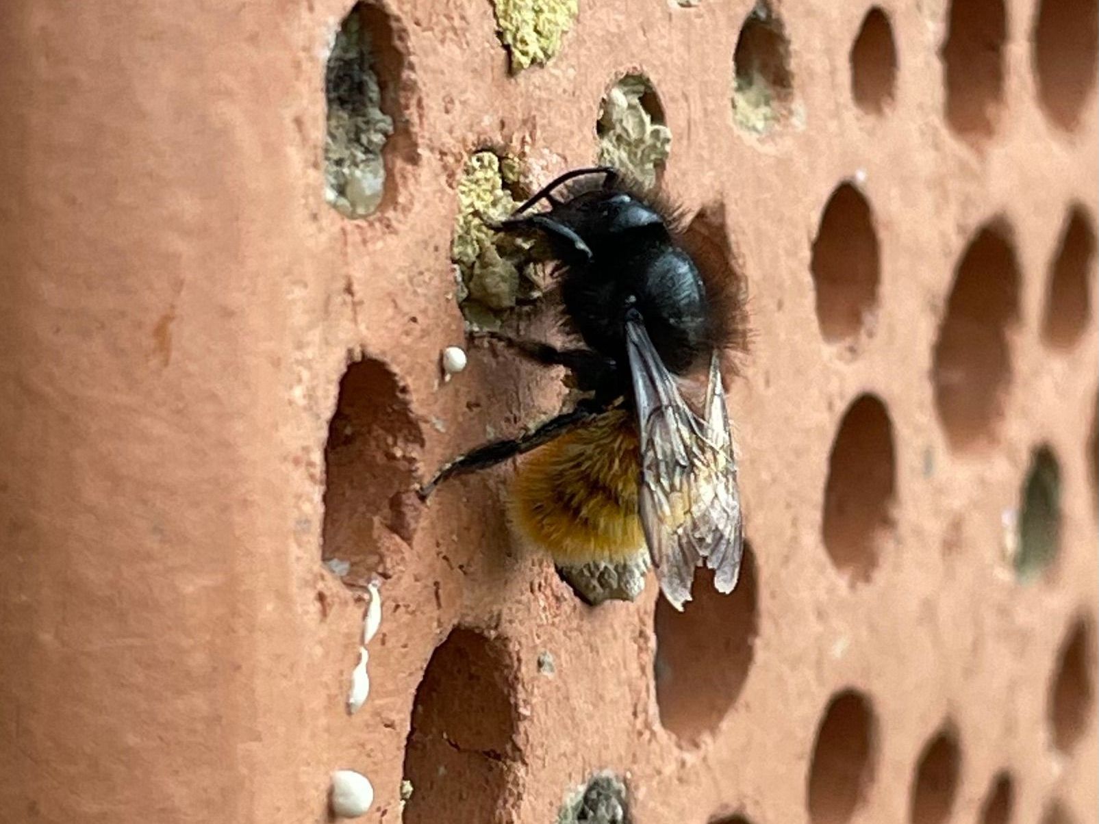 Wildbienen Nistziegel Wildbienen Nistziegel