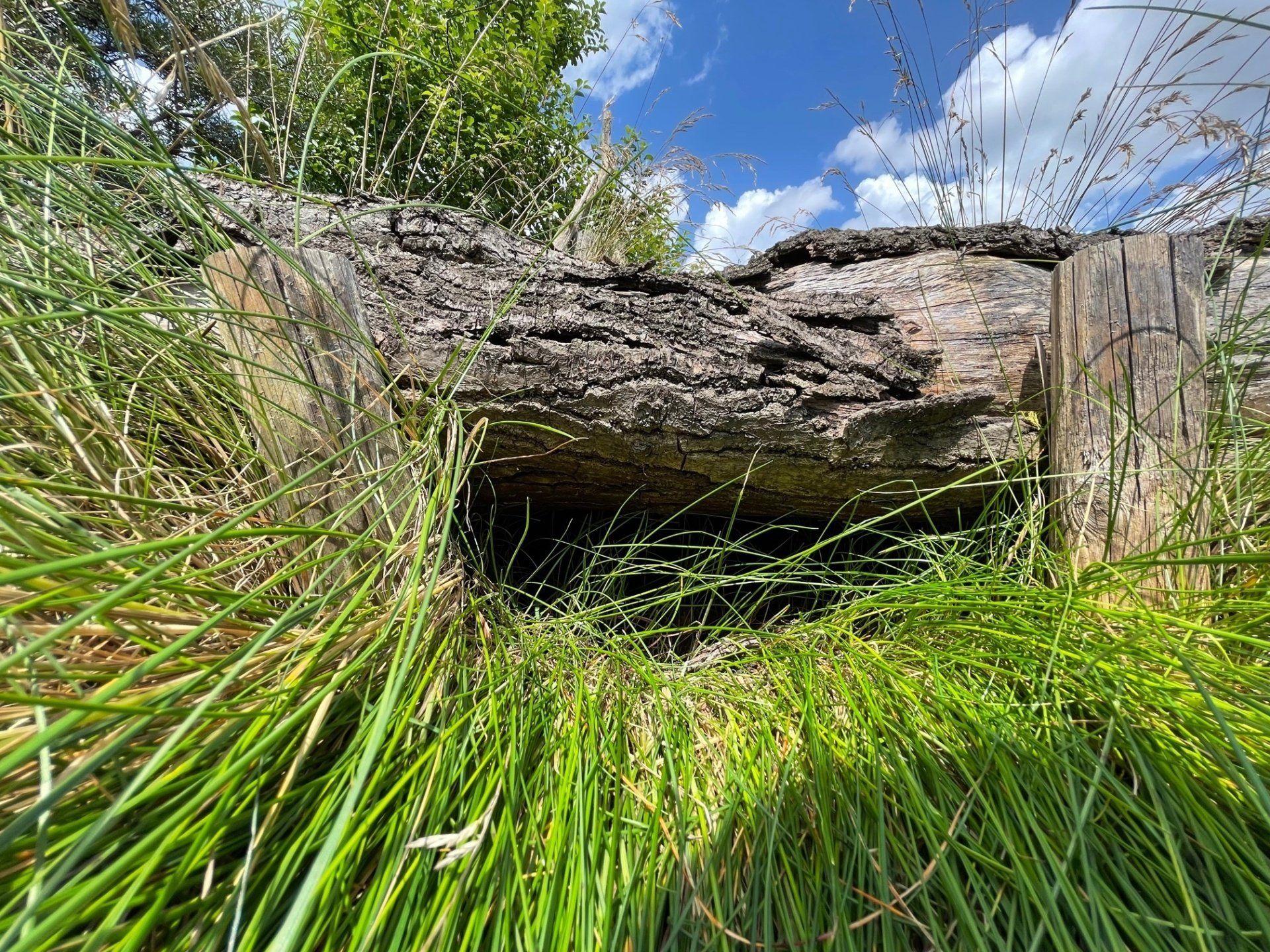 Naturgarten Langenau - Igel Unterkunft