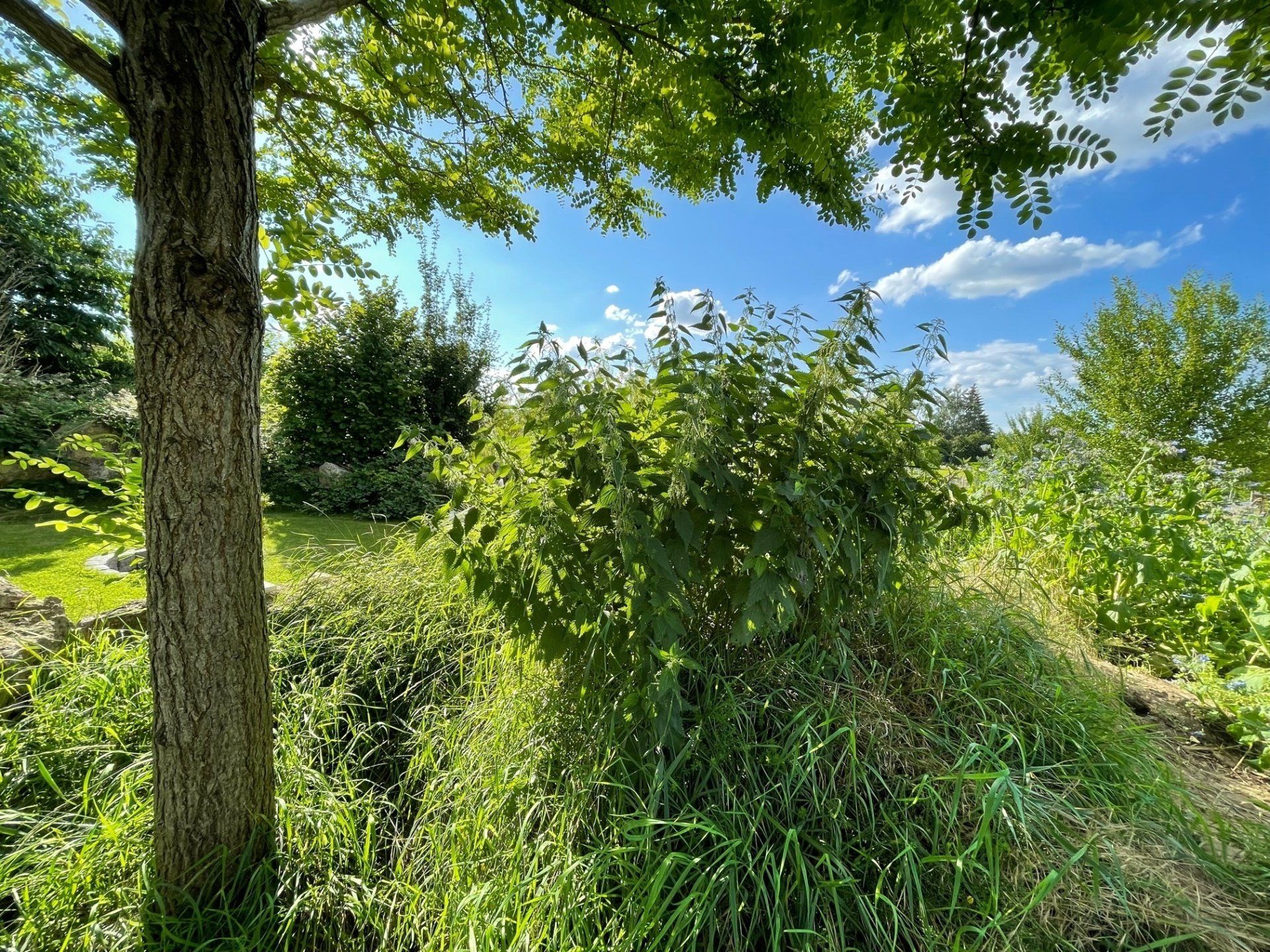 Naturgarten Langenau - Brennnesseln Naturgarten Langenau - Brennnesseln