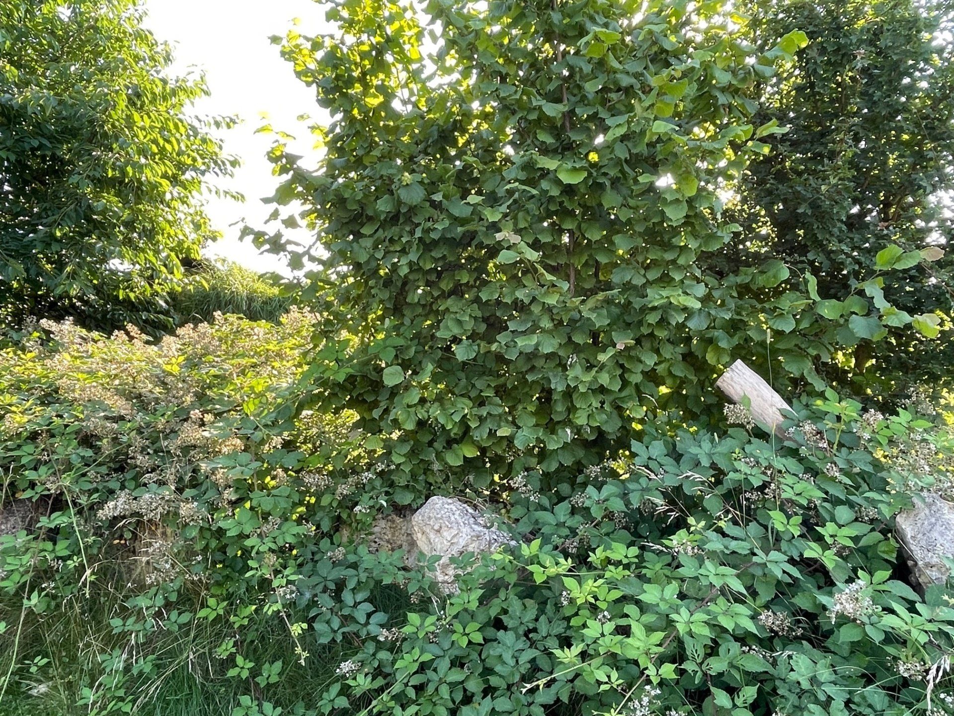 Naturgarten Langenau - heimische Wildsträucher Naturgarten Langenau - heimische Wildsträucher