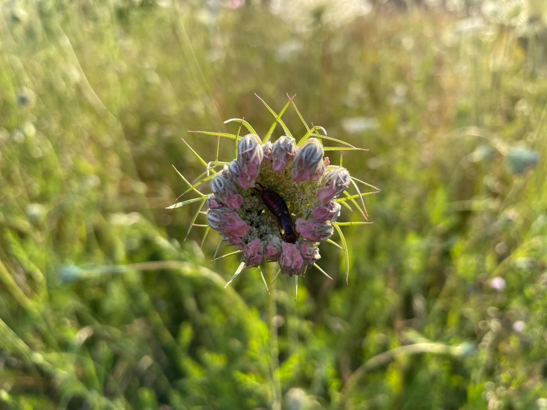 Naturgarten Langenau - Wilde Möhre