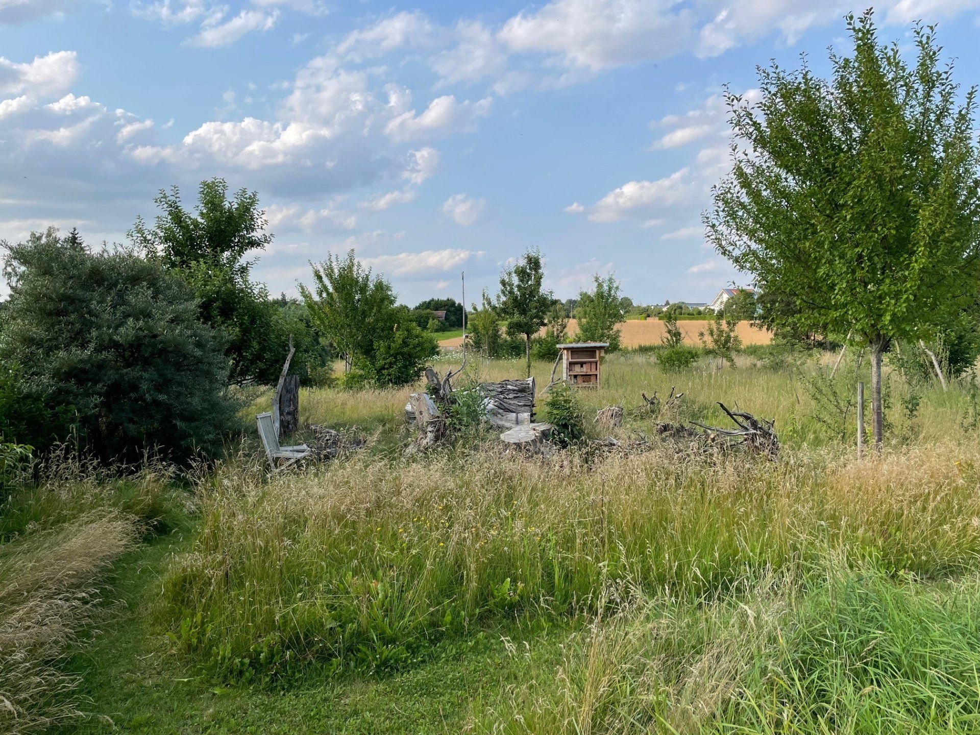 Naturgarten Langenau - Überjähriges Stehenlassen Naturgarten Langenau - Überjähriges Stehenlassen