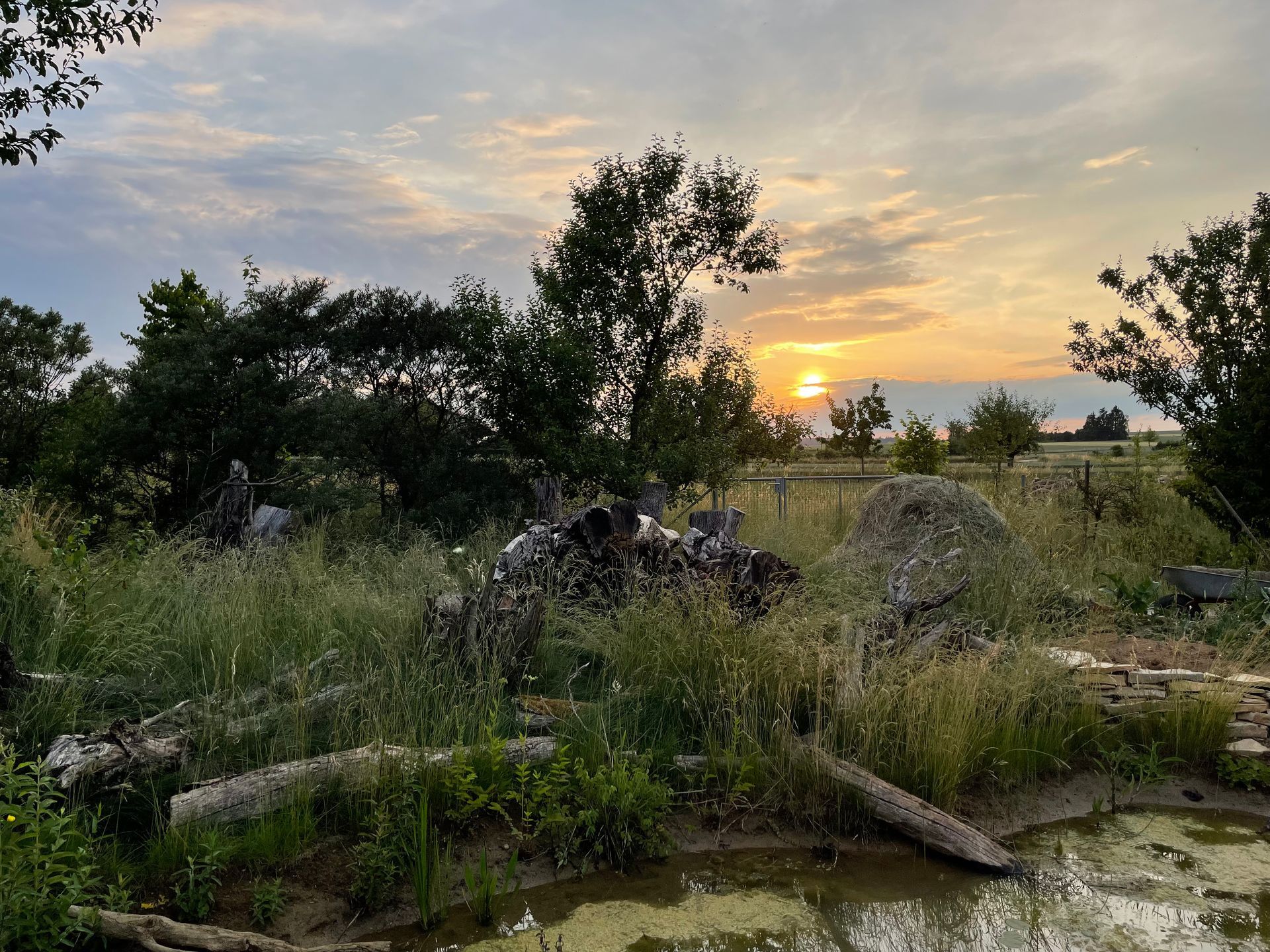 Naturgarten Langenau - Abendstimmung Naturgarten Langenau - Abendstimmung