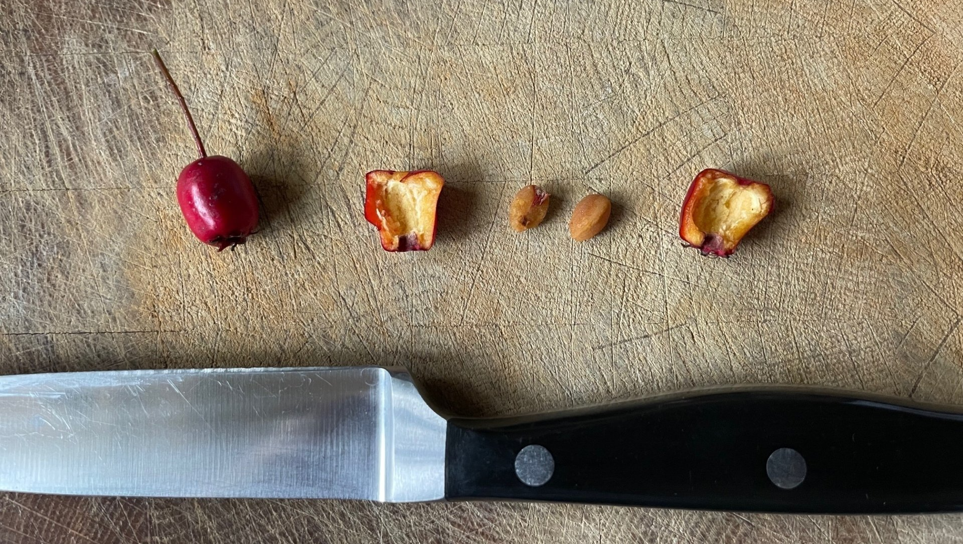 Zweigriffeliger Weißdorn unterscheiden Zweigriffeliger Weißdorn unterscheiden